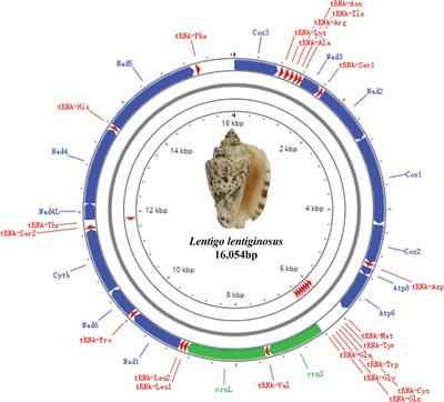 Phylogeny of Strombidae (Gastropoda) Based on Mitochondrial Genomes